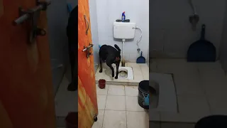 Rottweiler Dog 7 Month old potty Training !! Rottweiler Dog !! Rottweiler Puppy !! Rottweiler