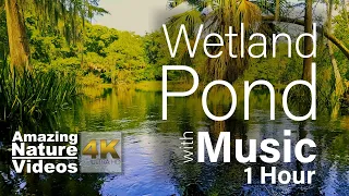 Beautiful Wetland Pond With Deep Healing Music | Relaxation Sound For Stress Relief,Insomnia Relief