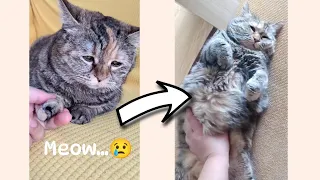 Sad cat meows for pets 😭 | The Best of Guang Dang