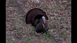 Kentucky Youth Turkey Hunt (TOM WITHIN 5 STEPS)