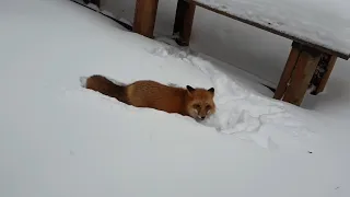 ЛИ СЯО. Алиса - Лиса. Строительство берлоги для лисы из снега.