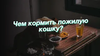 Чем кормить пожилую кошку?