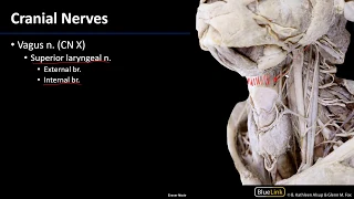 Posterior Neck - Nerves