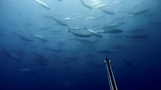 Spearfishing Yellowtail Kingfish in Capetown