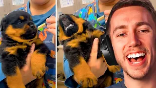 World's Most Dramatic Dog - Miniminter Reacts To Daily Dose Of Internet