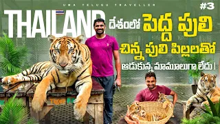 Tiger Park In Pattaya Thailand 🇹🇭 | Uma Telugu Traveller