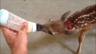 Feeding the Baby Deer Fawn