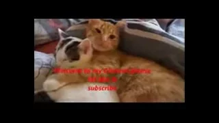 Funny cats fails compilation 2016 | KwokTop