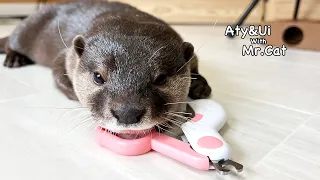 Otter Clipping My Nails! [Otter Life Day 742]