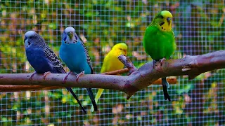 Budgies Outdoor Aviary Setup #cute #budgie #love