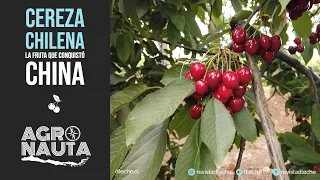 Cereza: la fruta con que Chile conquistó China | Agronauta Nº3