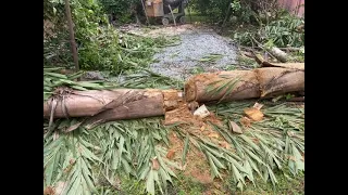 Cutting down dangerous trees