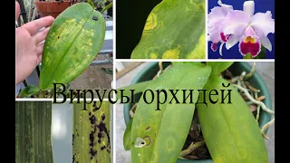 Вирусы орхидей Мнение биолога