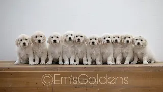 A day in the life with 10 Golden retriever puppies (puppy culture)