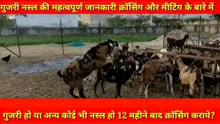 Powerful Gujari breeder goat breeding / goat crossing / goat meeting / bakri hit me he kase pechane