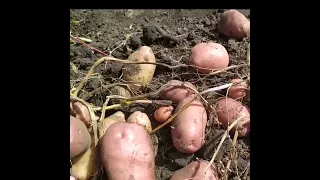 Копаємо картоплю . 09.09.2023