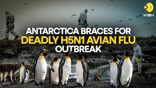 Scientists in Antarctica warn of Bird Flu outbreak as penguin cases confirmed | WION Originals