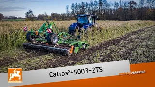 Incorporation of Sudan grass with the CatrosXL 5003-2TS trailed compact disc harrow | AMAZONE