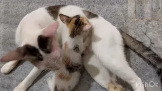 Mother cat refuse to breastfeed kittens