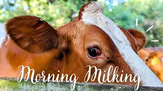 Morning Milking: A2 Guernsey Milk!