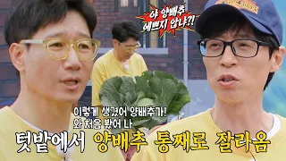 “이거 너무 아름답다!” 지석진, 우람한 양배추 비주얼에 연이은 감탄!