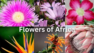 Vibrant Blooms: Discover the Beauty of African Flowers!