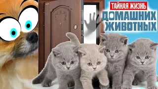 ЖИЗНЬ ДОМАШНИХ ЖИВОТНЫХ. Кот Макс виноват. Простит ли кошка Матильда? Сериалити 2