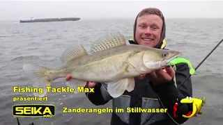 Stillwasser-Zander - Fisch auf Fisch beim Spinnfischen im Winter vom Ufer