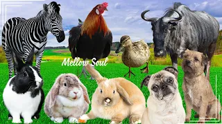 Amazing Sound of familiar animals: chicken, wildebeest, duck, zebra, rabbit, dog - Animal Sounds