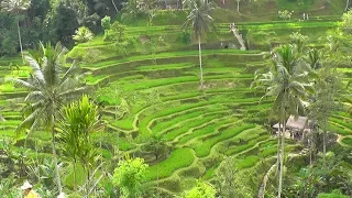 INDONESIA the most beautiful rice terraces of Bali (hd-video)