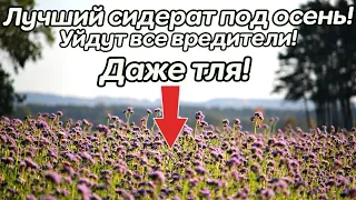 Этот сидерат спасение для моего маленького огорода! Почва рыхлая все растет на ура! Сидерат фацелия