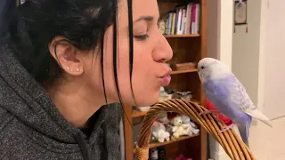 Blu the cute Budgie gives kiss to Carolina