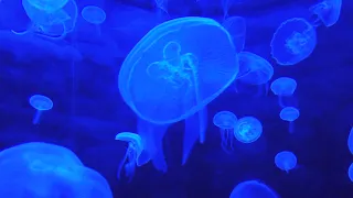 Soothing Jellyfish Aquarium Relaxing Underwater sounds for Sleep, Study, Meditation & Yoga