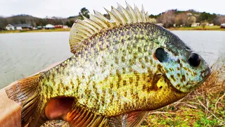 SIMPLEST Way To Catch BIG BLUEGILL and SHELLCRACKER! (EASY TIPS)