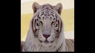 white tiger 4k #animals #animal #tiger #beautifull