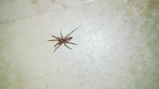 Spinne im Haus