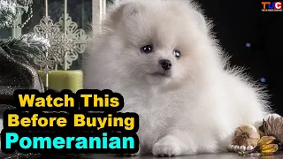 Advantages of Having a Pomeranian in HINDI : Popular Dogs : TUC
