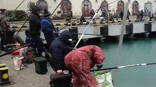 Рыбалка в Сочи морской порт (кефаль)