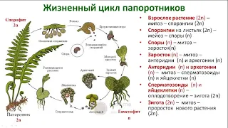 Жизненные циклы растений