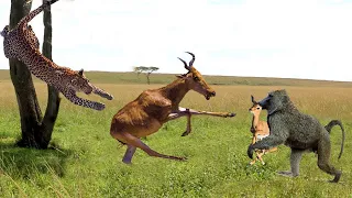 Gazelle Mother Attacked Baboon To Rescue Her Child - Gazelle Mother Attacked Baboon #1