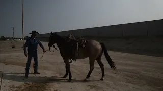 Basic Feedlot horsemanship-get on and ride