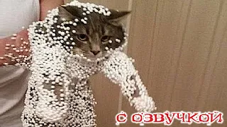 Funny animals! Funniest Cats and Dogs - 95