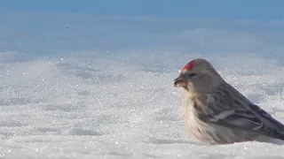 Птица чечётка Чечетка описание птицы