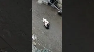 pitbull dog fights