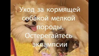 Чем кормить кормящую суку ?