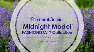 Midnight Model Perennial Salvia | Walters Gardens