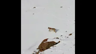 Eurasian lynx; the most elusive cat of Ladakh!!