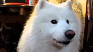 samoyed howling