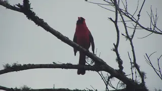 SUPER TALENTED Cardinal Sings His Heart Out Video