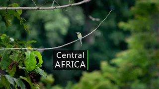 Nature sounds - Morning in African rainforest